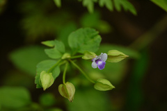 Torenia indica